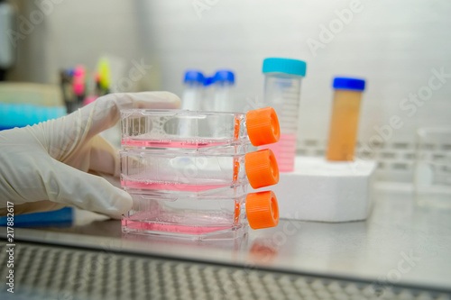 Foto The woman researcher working with cell culture flask for monolayers cells in the culture medium in biosafety cabinet