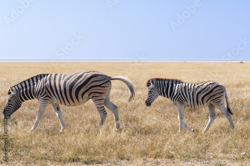 Group of zebras   Zebras in Etosha National Park  Namibia.