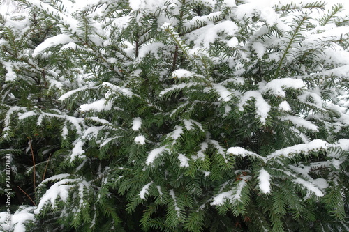 Leafage of yew covered with snow in winter © Anna