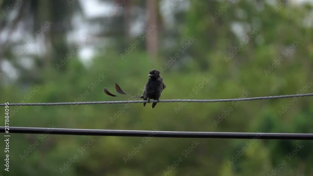 Black Drongo Bird (Dicrurus Macrocercus) Sitting on Electric Power Line Wires. Animals in Urban Life Black Drongo Bird (Dicrurus Macrocercus) Sitting on Electric Power Line Wires. Animals in Urban Life