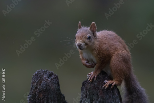red squirrel, Sciurus vulgaris, posing on an old stump in a pine forest cairngorms NP, scotland, august.