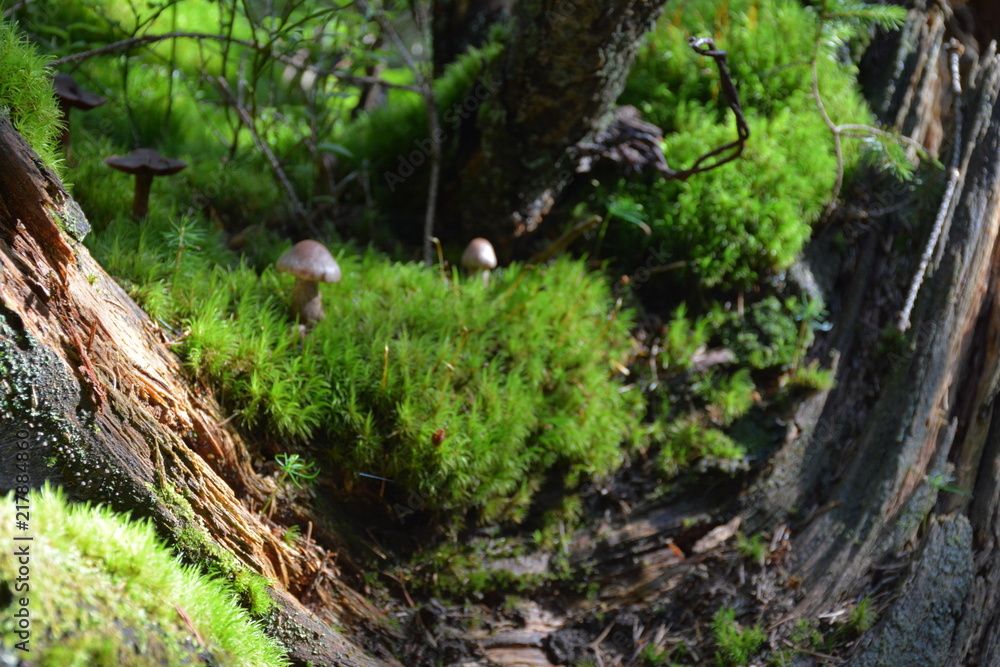 Small and beautiful mushrooms in the forest in the Carpathians. Small and beautiful mushrooms in the forest in the Carpathians.
