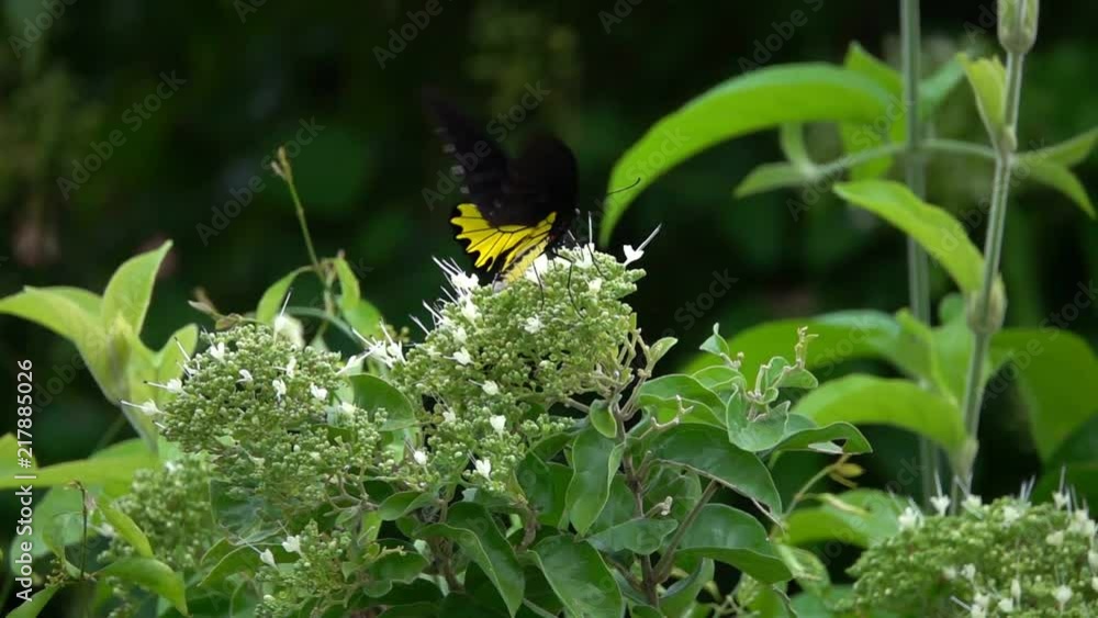 Common Birdwing Butterfly (Troides helena) Collecting Nectar from Flowers Common Birdwing Butterfly (Troides helena) Collecting Nectar from Flowers