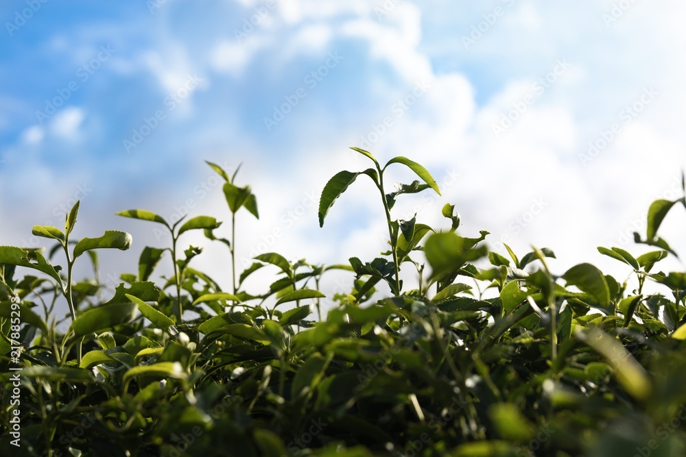 茶葉 茶葉