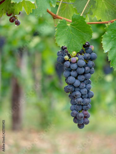 Wallpaper Mural Bunch of black grapes on the grapevine from Lunigiana, north Tuscany, in Italy. Defocussed background, Vertical. Torontodigital.ca