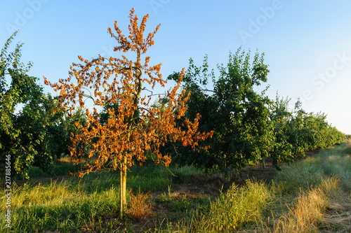 Dead plum tree because of the heat wave in a plum orchard