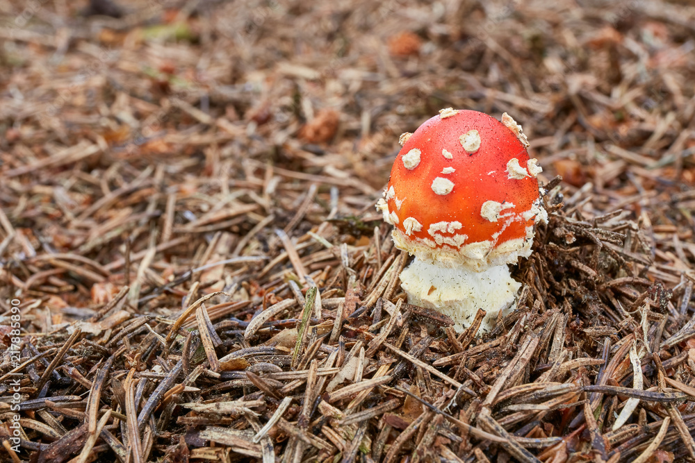 Amanita muscaria in the natural environment. Amanita muscaria in the natural environment.