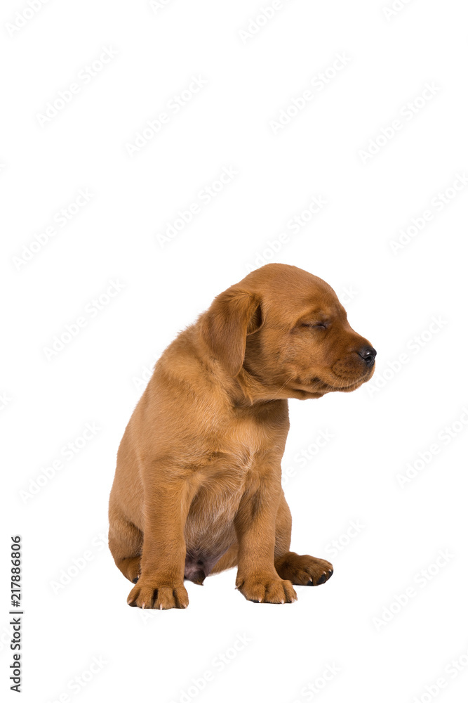 5 week old labrador puppy isolated on a white background sitting
