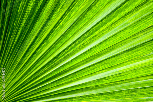 Palm green shade leaves texture surface