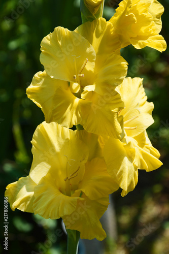 Obraz na płótnie gladiolus, gladiola, flower, red, isolated, love, nature, beauty, floral, blosso