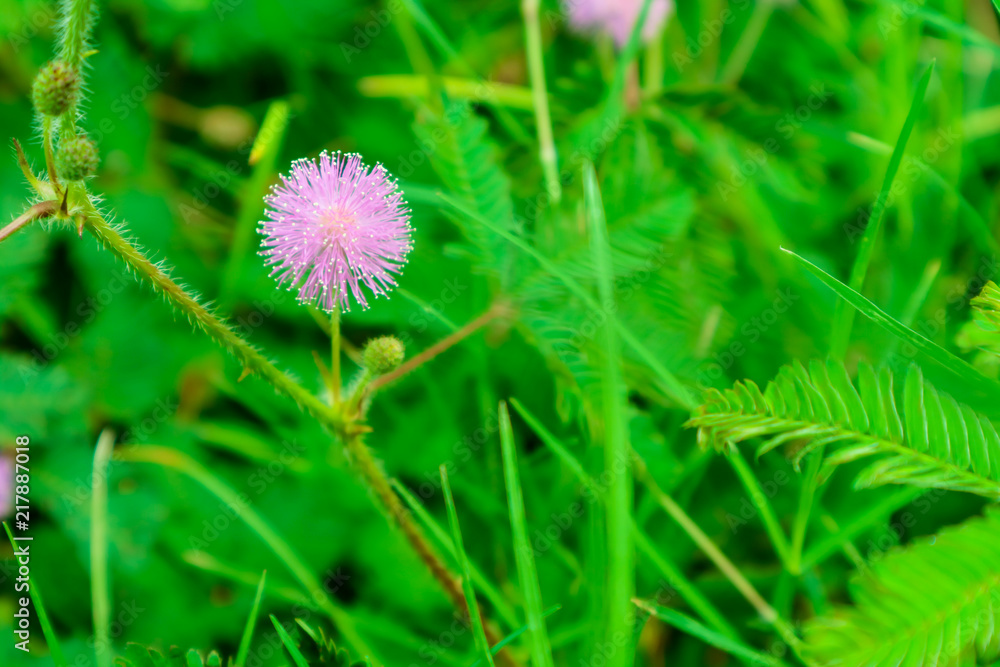Sensitive Plant pink flower, Mimosa pudica L., properties cure fever, cough, sputum, chronic bronchitis Sensitive Plant pink flower, Mimosa pudica L., properties cure fever, cough, sputum, chronic bronchitis
