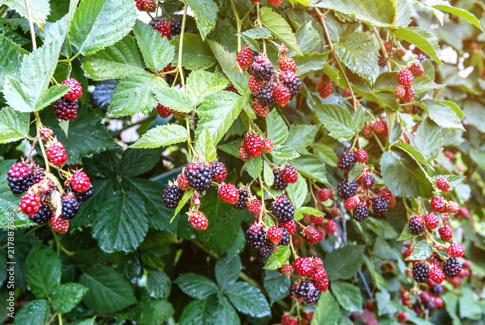 Lush and sweet blackberry bush - obrazy, fototapety, plakaty 