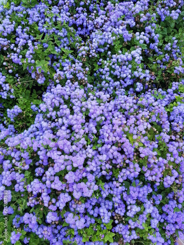 purple flower bed