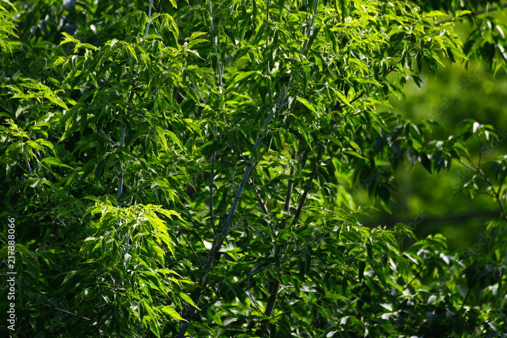 Fototapeta premium Trees in summer is very hot and very sunny.