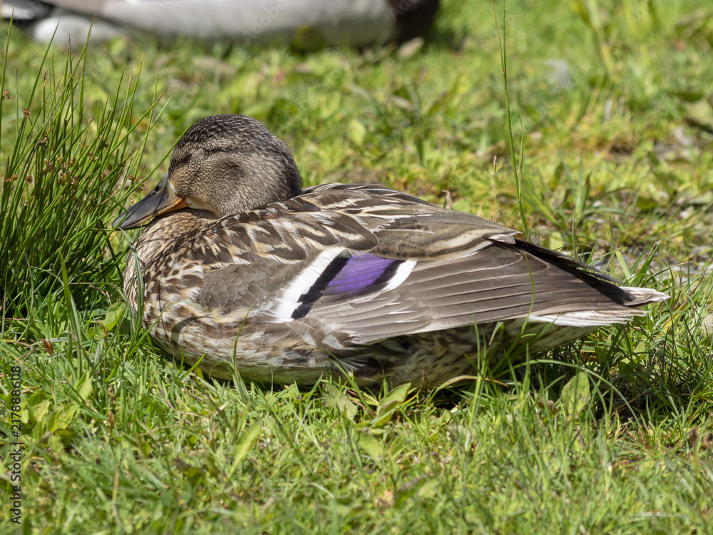 Anas platyrhynchos. Canard colvert femelle ou canard mallard Anas platyrhynchos. Canard colvert femelle ou canard mallard