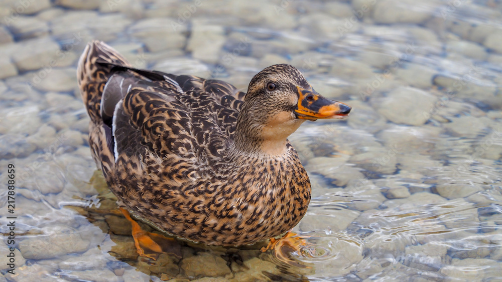 Anas platyrhynchos. Canard colvert femelle ou canard mallard Anas platyrhynchos. Canard colvert femelle ou canard mallard