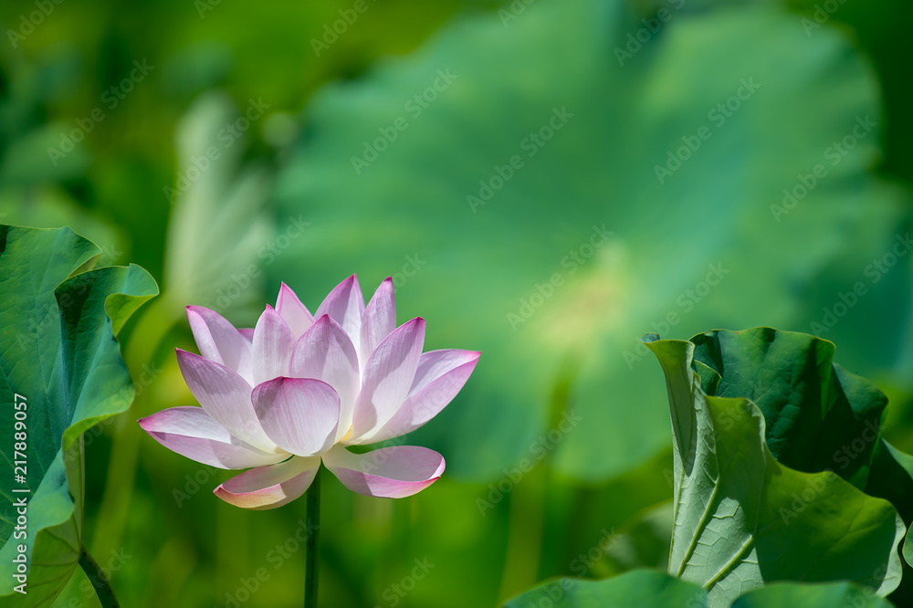 Obraz premium 岡山市美咲町ハス公園の大賀蓮（縄文時代の種から咲いた）の開花、夏の日の中で美しく咲く古代蓮の花