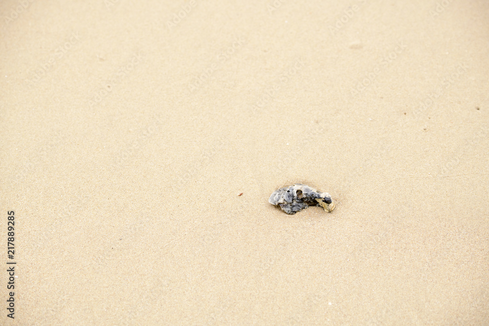 The sea with waves hit the sandy beach in the morning, with copy space text The sea with waves hit the sandy beach in the morning, with copy space text