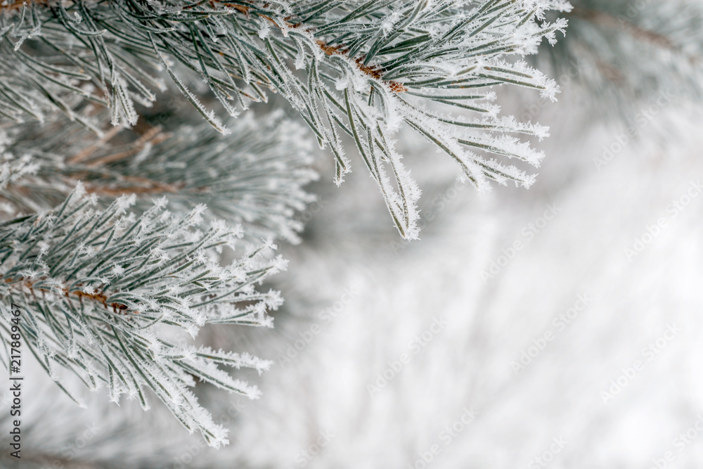 Image with spruce Image with spruce
