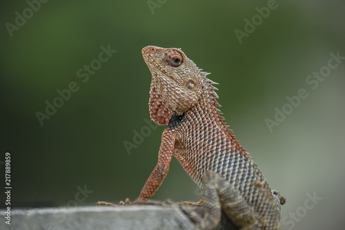 Indian chameleon (Chamaeleo zeylanicus)is a species of chameleon found in Sri Lanka, India, and other parts of South Asia. Like other chameleons, this species has a long tongue, photo
