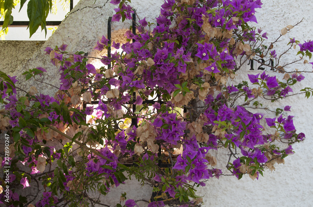 blooming purple bougainvillea