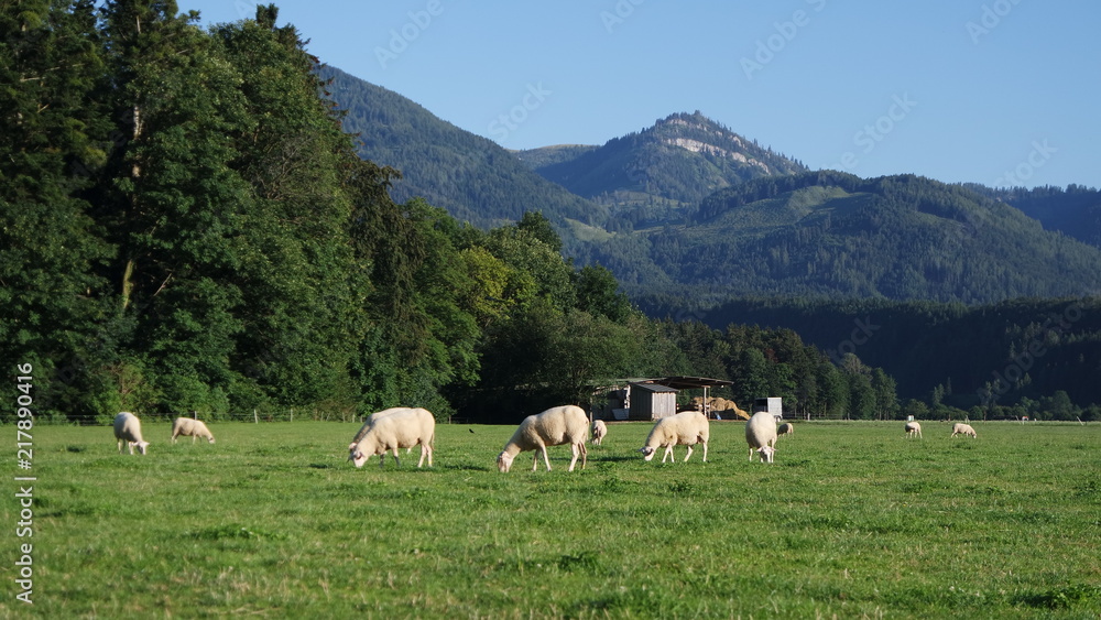 Grazing sheep under Alpine peaks in Austria contribute to a healthy ecosystem. Biological farming. 