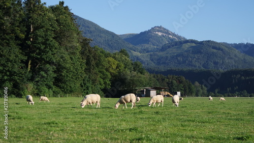 Grazing sheep under Alpine peaks in Austria contribute to a healthy ecosystem. Biological farming. 