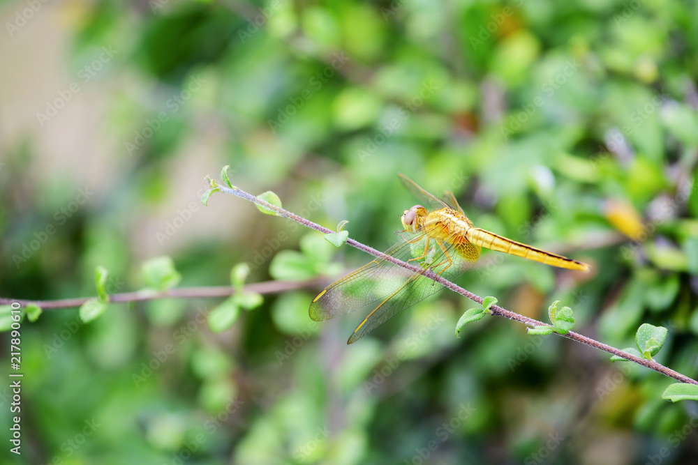 Dragonfly on the twigs in the In the morning, look beautiful Dragonfly on the twigs in the In the morning, look beautiful
