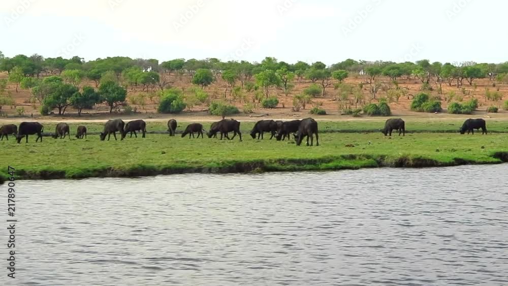 The African Buffalo, Syncerus caffer grazes on lush vegetation in a big herd along the banks of the Chobe River in northern Botswana. This point of view from a moving boat. The African Buffalo, Syncerus caffer grazes on lush vegetation in a big herd along the banks of the Chobe River in northern Botswana. This point of view from a moving boat.