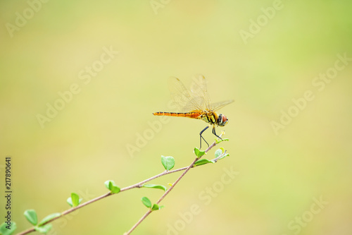 Dragonfly on the twigs in the In the morning, look beautiful © pcbang