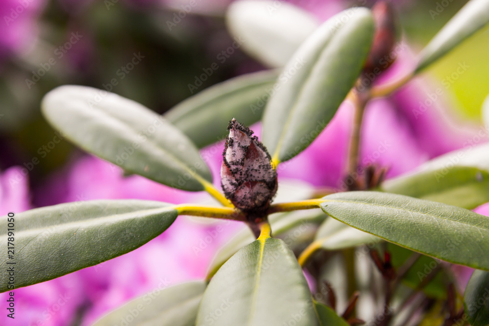 Obraz premium Unexpected bud closeup