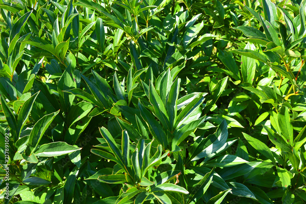 peony, green, plant, leaf, nature, leaves, garden, grass, tea, field, fresh, agriculture, spring, summer, plantation, food, natural, tree, bush, flora, herb, growth, foliage, organic, freshness peony, green, plant, leaf, nature, leaves, garden, grass, tea, field, fresh, agriculture, spring, summer, plantation, food, natural, tree, bush, flora, herb, growth, foliage, organic, freshness