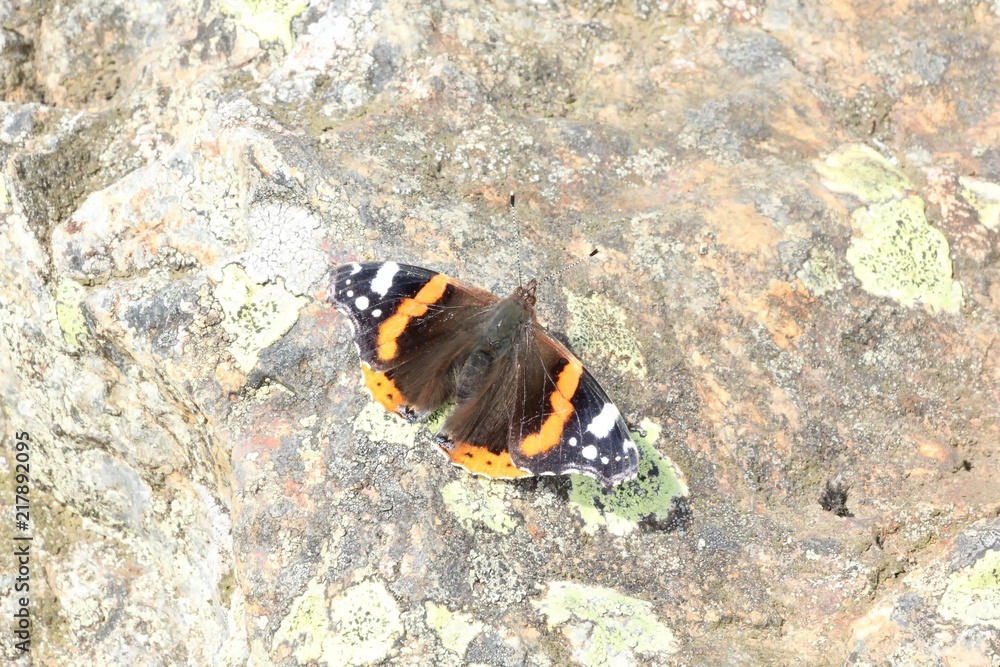 Red Admiral Butterfly Red Admiral Butterfly