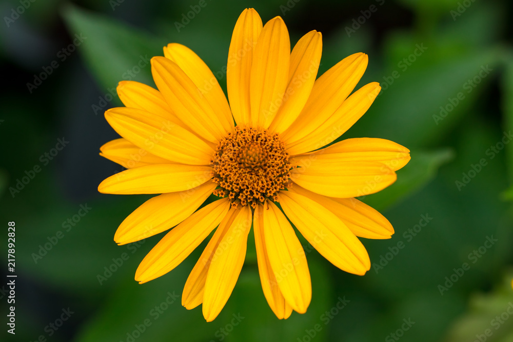 Spring background with beautiful yellow flowers on green background Spring background with beautiful yellow flowers on green background