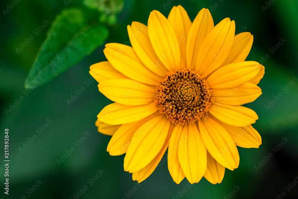Fototapeta premium Spring background with beautiful yellow flowers on green background