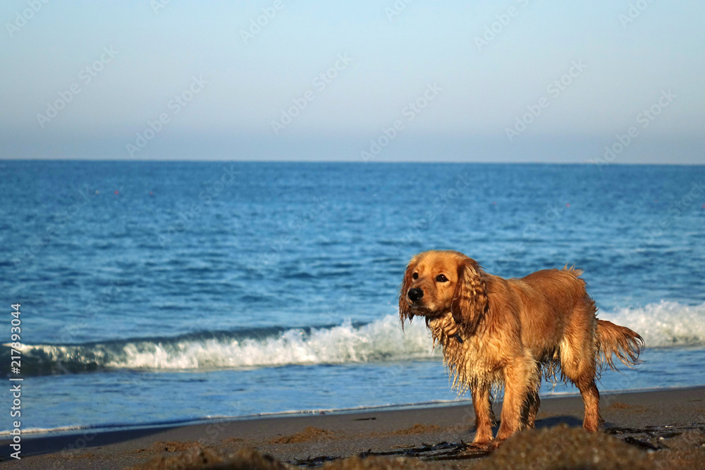 Portrait of a young dog on a sandy beach, against the sky and sea waves. Portrait of a young dog on a sandy beach, against the sky and sea waves.