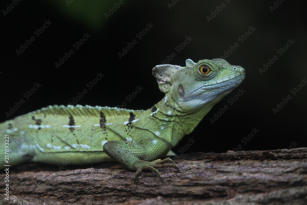 Fototapeta premium Helmbasilisk (Basiliscus basiliscus)