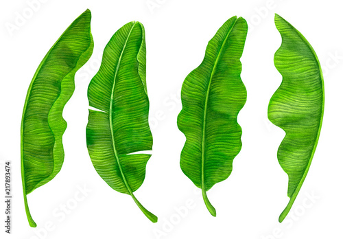 Collection of banana leaves painted with watercolors and isolated on white background. Elemement for design.