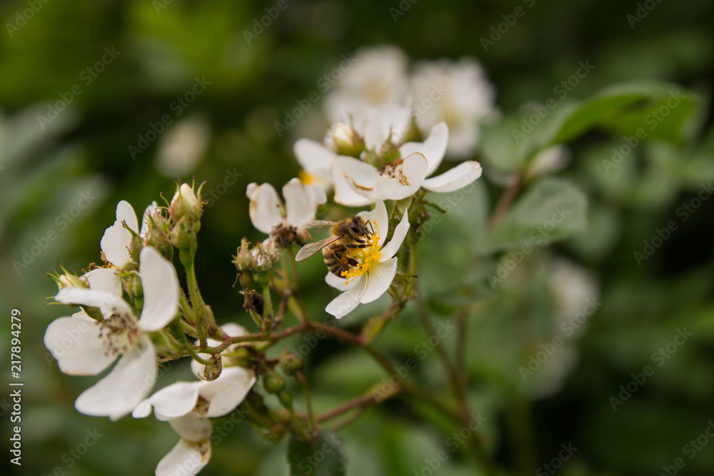 The bee collects nectar from small white flowers