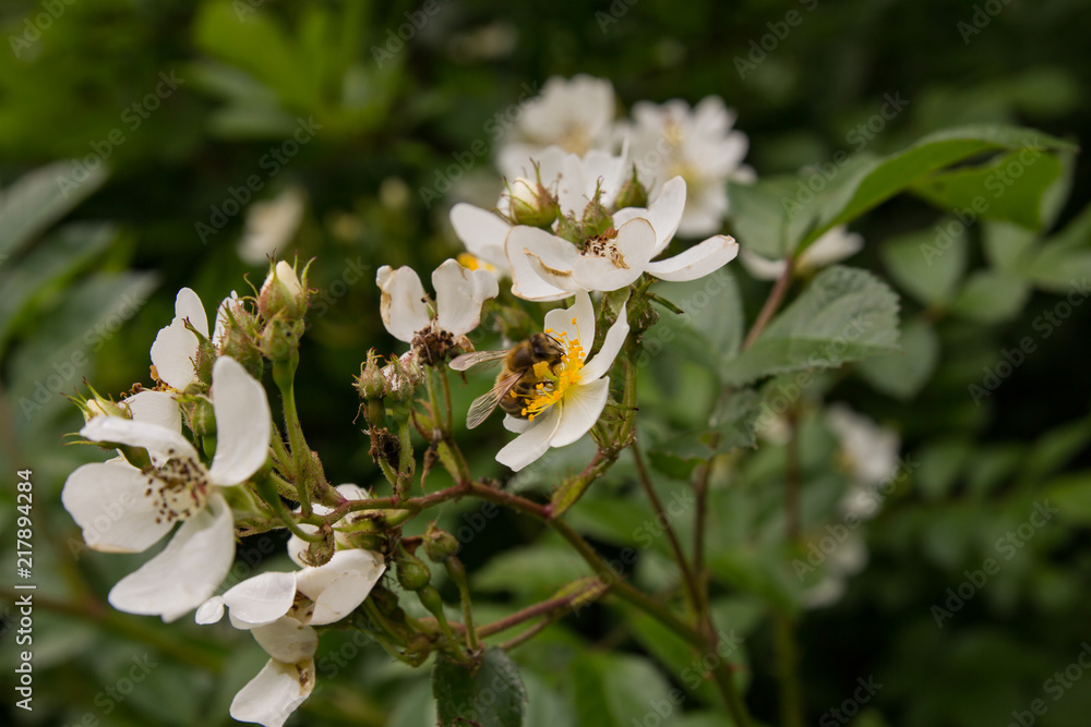 The bee collects nectar from small white flowers The bee collects nectar from small white flowers