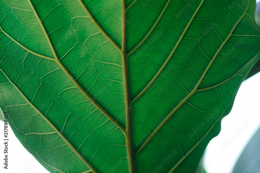 Obraz premium The leaf of the plant.