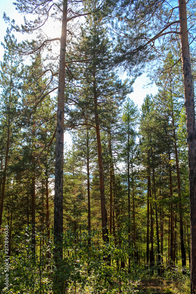 Pines in Siberian taiga. Autumn morning.