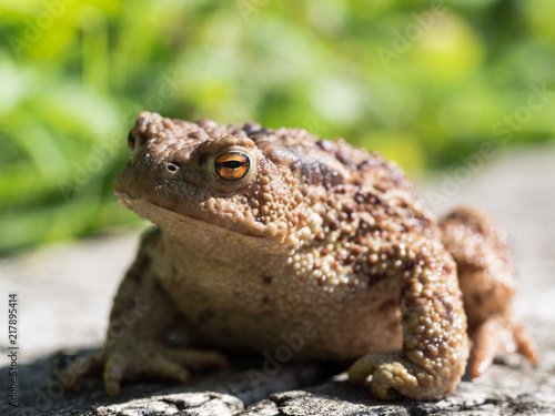 The common toad frog, European toad (bufo bufo) is an amphibian found throughout most of Europe