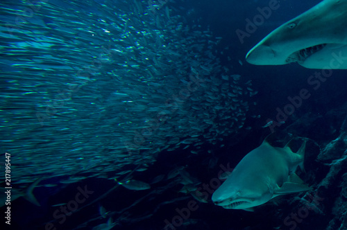 海底の鮫 © Symfonia