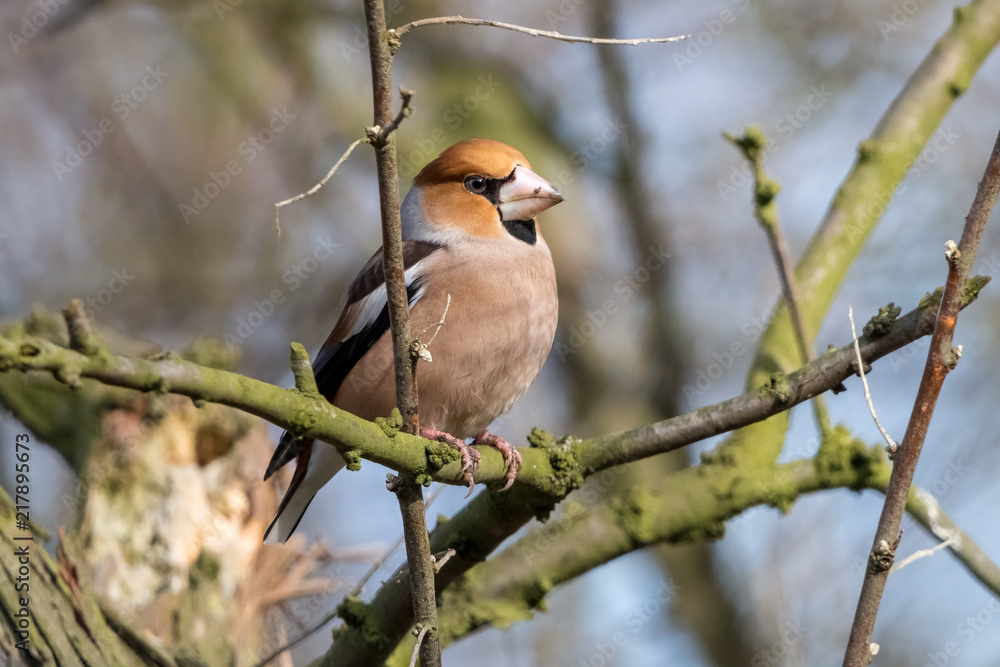 Hawfinch (Coccothraustes coccothraustes) perching on green branch in the forest with blurred background. Brown robust bird with strong conical beak. Hawfinch (Coccothraustes coccothraustes) perching on green branch in the forest with blurred background. Brown robust bird with strong conical beak.