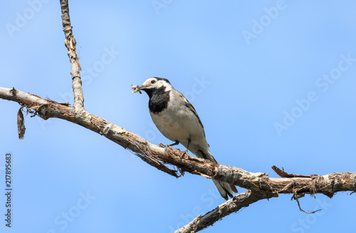 White wagtail (Motacilla alba) with several insects in beak. Small passerine bird with black throat perching on rotten branch with clear blue sky in background.