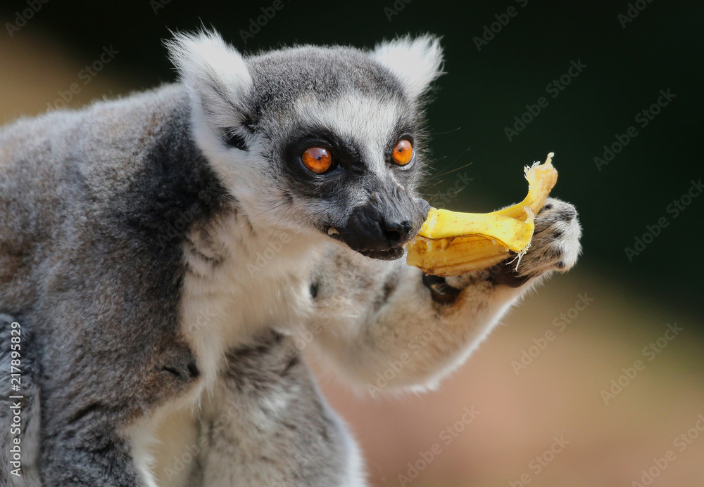 Fototapeta premium Ring Tailed Lemur eating a banana