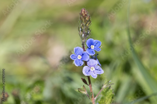 Germander speedwell (Veronica chamaedrys) three blue flowers on green blurred background