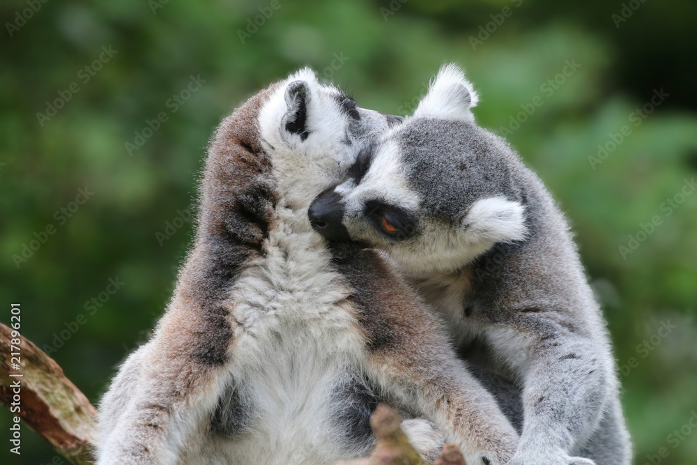 Fototapeta premium Ring Tailed Lemurs
