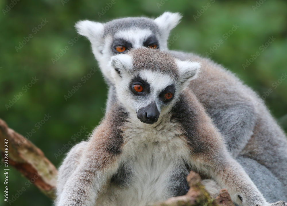 Ring Tailed Lemurs Ring Tailed Lemurs